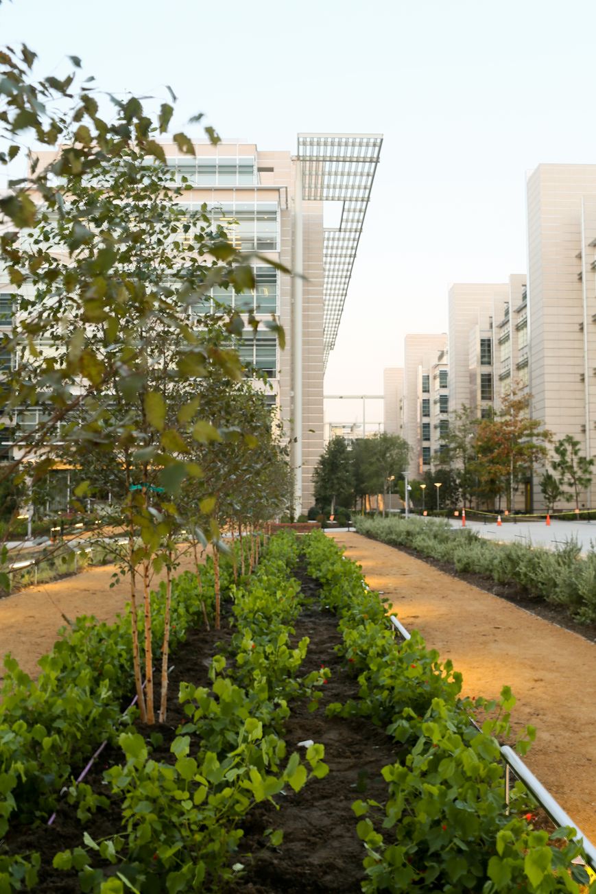 Commercial Landscape Hazards